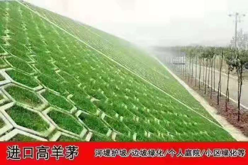 高羊茅草种种子多年生春夏秋播种(包邮)