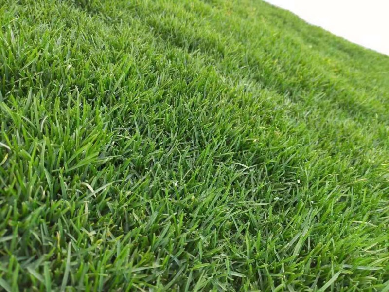 高羊茅草种种子多年生春夏秋播种(包邮)