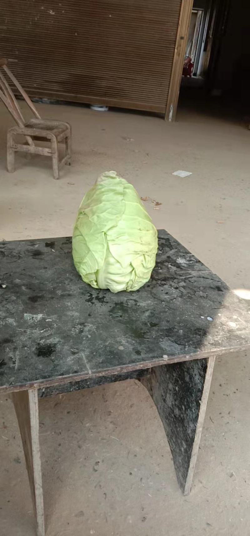 河南南阳甘蓝产地直发一手货源诚信合作