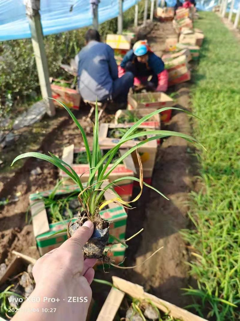 金娃娃萱草，大花萱草，红运萱草基地直销大量有货