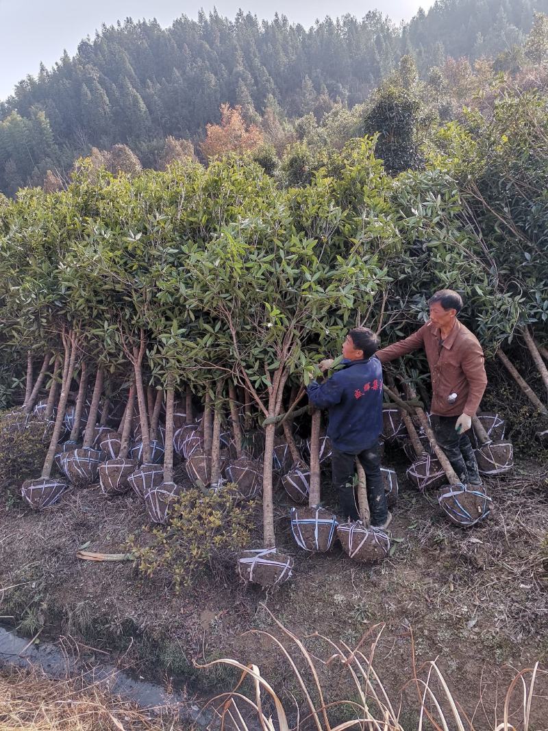 咸宁市华伟苗木大量供应各种规格精品桂花品种齐全价格优惠。