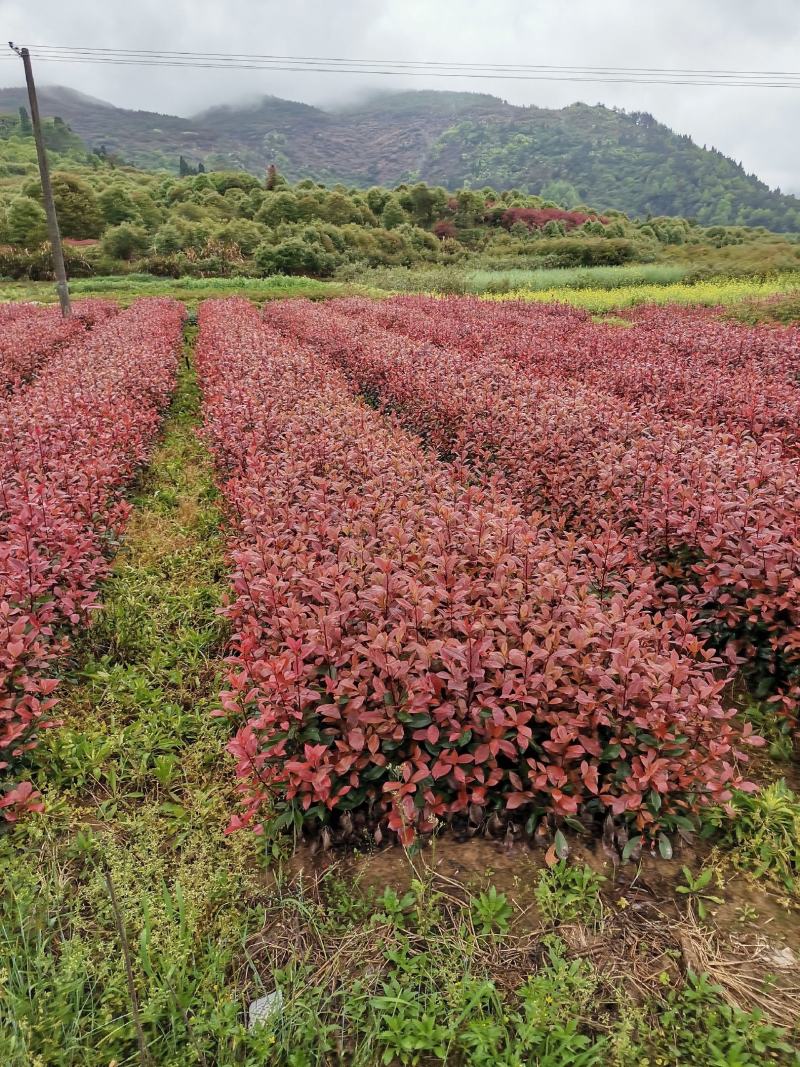 咸宁市华伟苗木大量供应各种规格精品桂花品种齐全价格优惠。