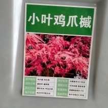 鸡爪槭种子林木种籽国产散装四季多年生景观绿化工程观叶种孑