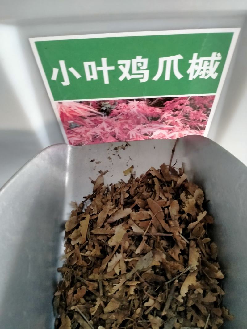 鸡爪槭种子林木种籽国产散装四季多年生景观绿化工程观叶种孑