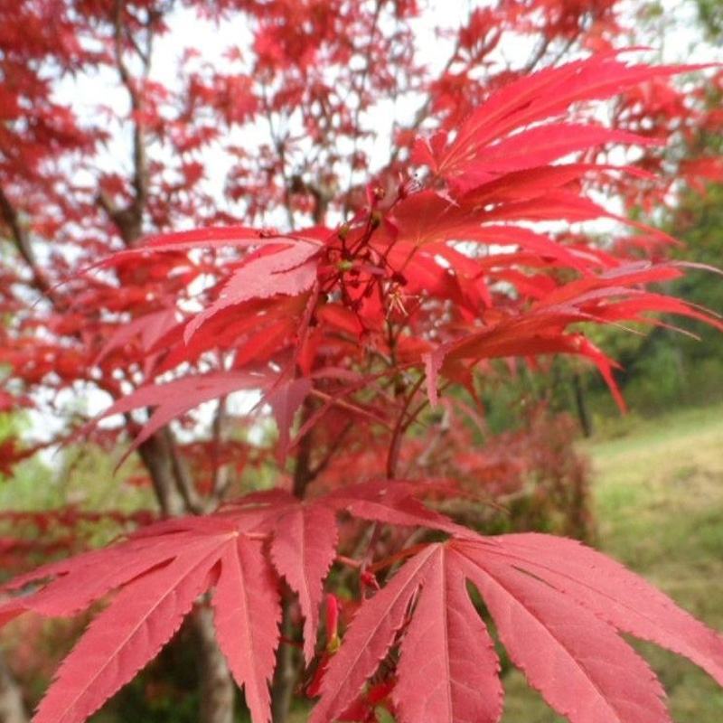 鸡爪槭种子林木种籽国产散装四季多年生景观绿化工程观叶种孑