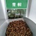 新采青桐种子林木树种梧桐树种子梧桐行道树种灌木林木乔木树