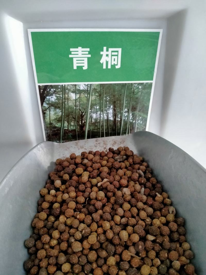 新采青桐种子林木树种梧桐树种子梧桐行道树种灌木林木乔木树