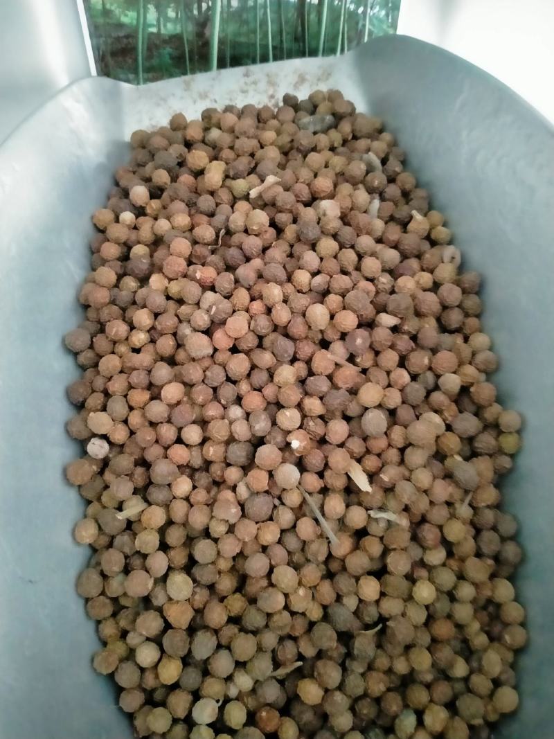 新采青桐种子林木树种梧桐树种子梧桐行道树种灌木林木乔木树