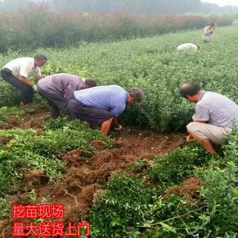 四季常青冬青苗室外树苗木万年青庭院法国冬青苗绿化苗树苗
