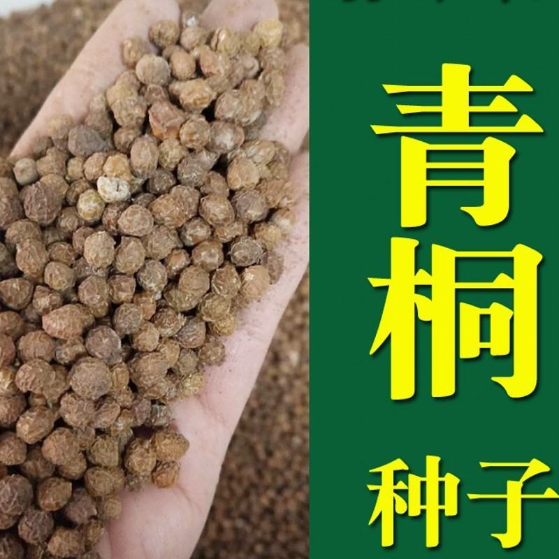 新采青桐种子林木树种梧桐树种子梧桐行道树种灌木林木乔木树