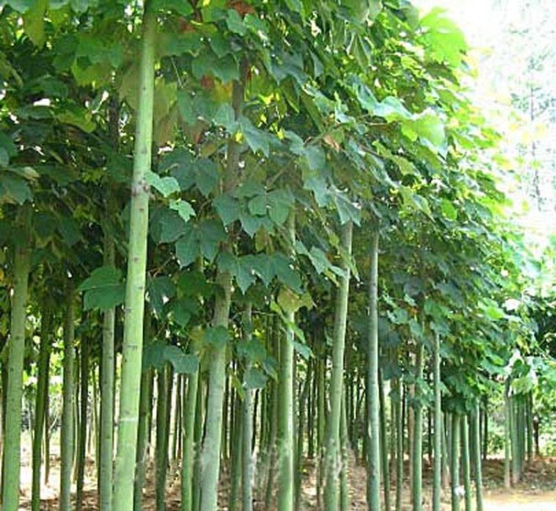 新采青桐种子林木树种梧桐树种子梧桐行道树种灌木林木乔木树