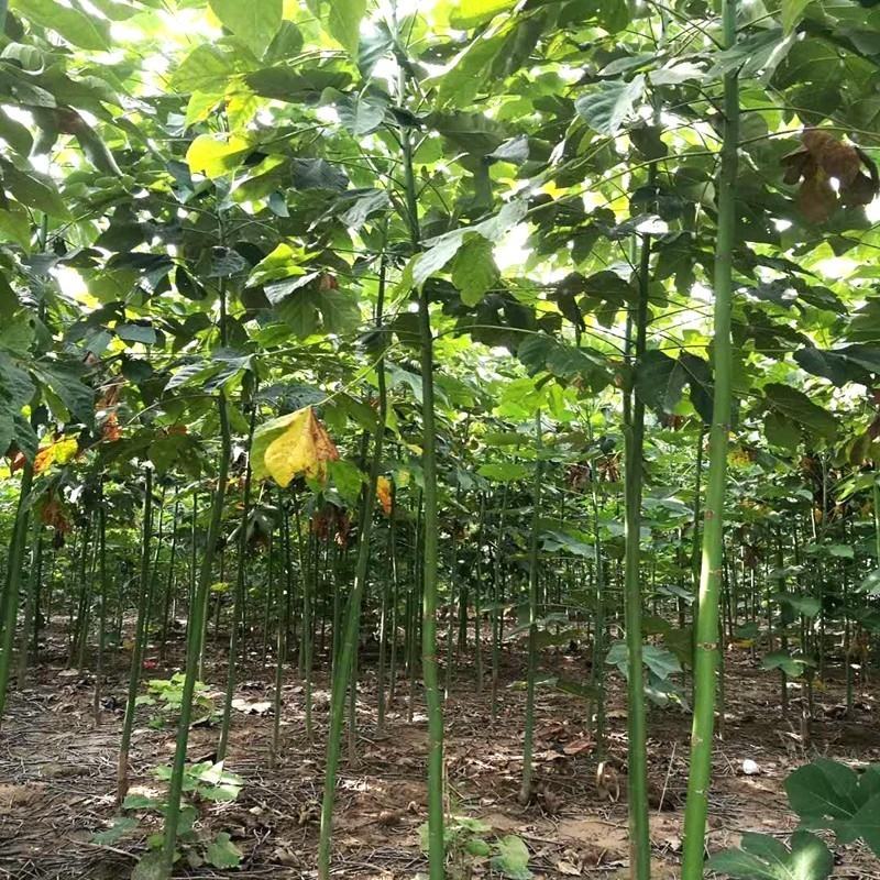 新采青桐种子林木树种梧桐树种子梧桐行道树种灌木林木乔木树