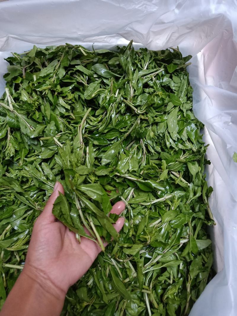 云南普洱枸杞叶_鲜货