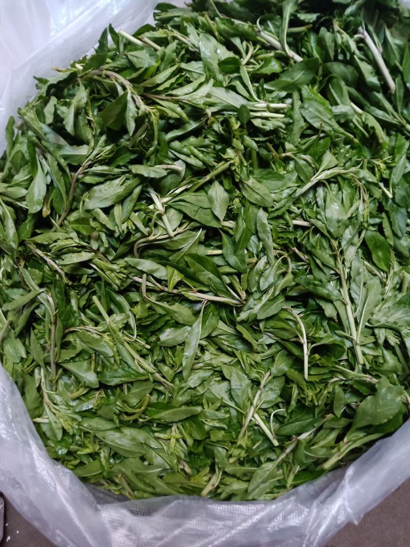 云南普洱枸杞叶_鲜货