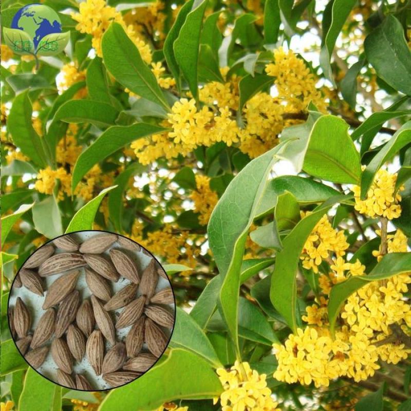新采桂花种子沙藏金桂花丹桂花种子沉香桂种子四季桂朱砂