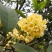 新采桂花种子沙藏金桂花丹桂花种子沉香桂种子四季桂朱砂