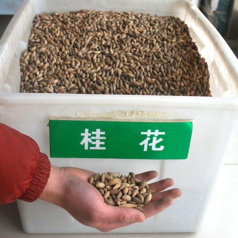新采桂花种子沙藏金桂花丹桂花种子沉香桂种子四季桂朱砂