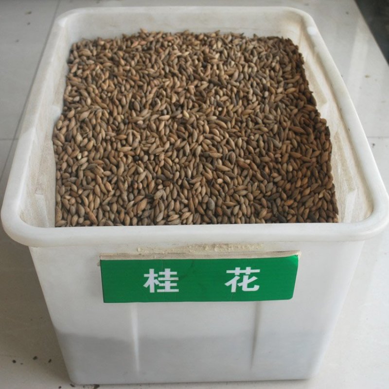 新采桂花种子沙藏金桂花丹桂花种子沉香桂种子四季桂朱砂