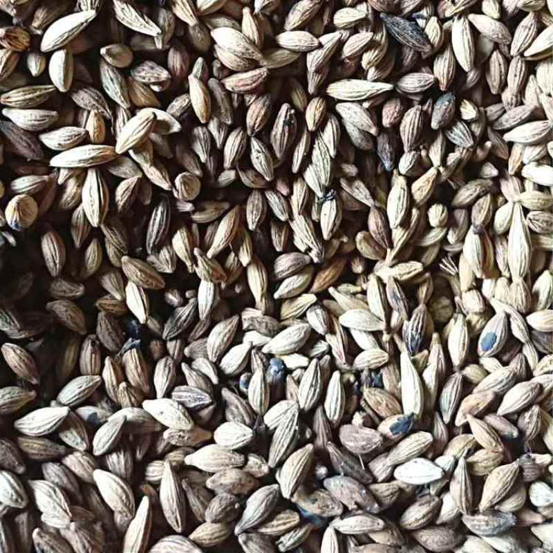 新采桂花种子沙藏金桂花丹桂花种子沉香桂种子四季桂朱砂