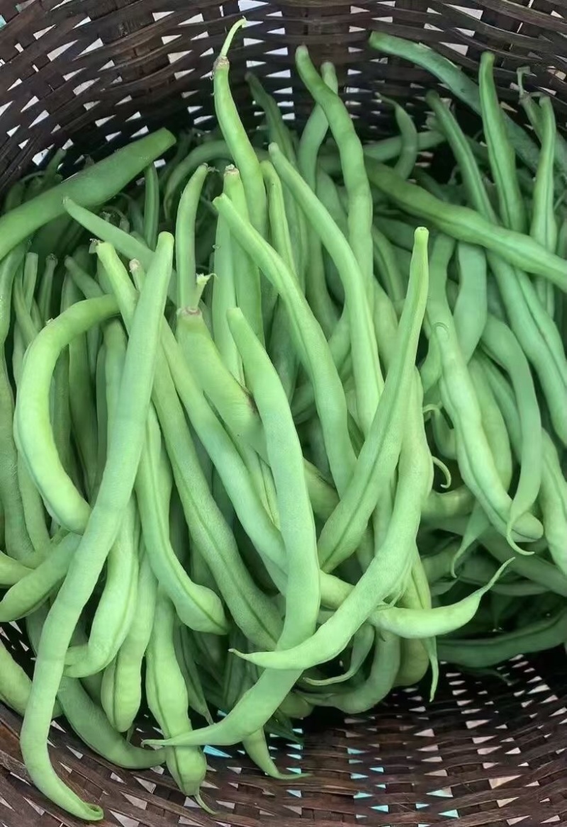无筋豆次品豆