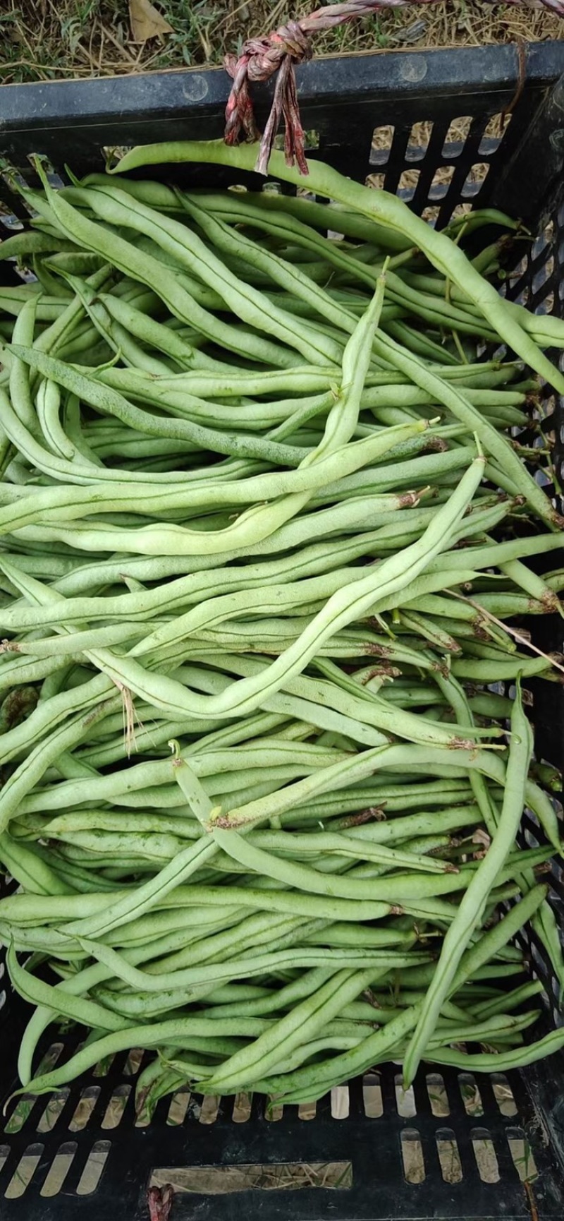 无筋豆次品豆