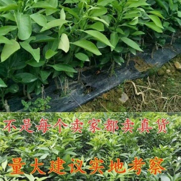 黄美人柑橘苗黄美人桔苗口感香甜无渣