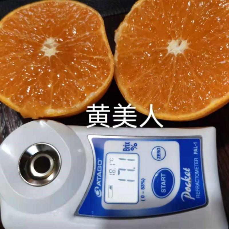 黄美人柑橘苗黄美人桔苗口感香甜无渣