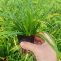 崂峪苔草，崂峪苔草杯苗，山东崂峪苔草