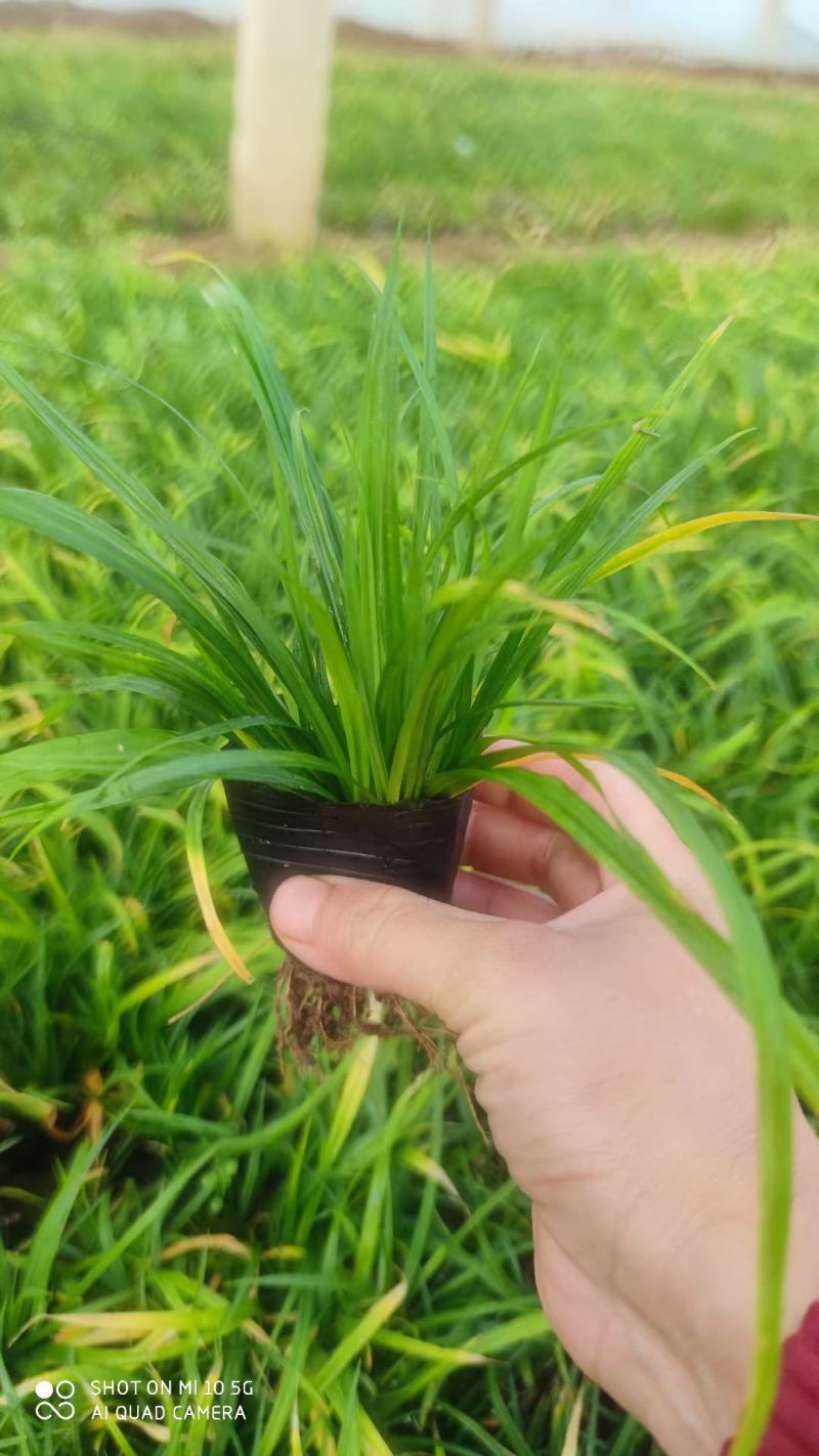 崂峪苔草，崂峪苔草杯苗，山东崂峪苔草