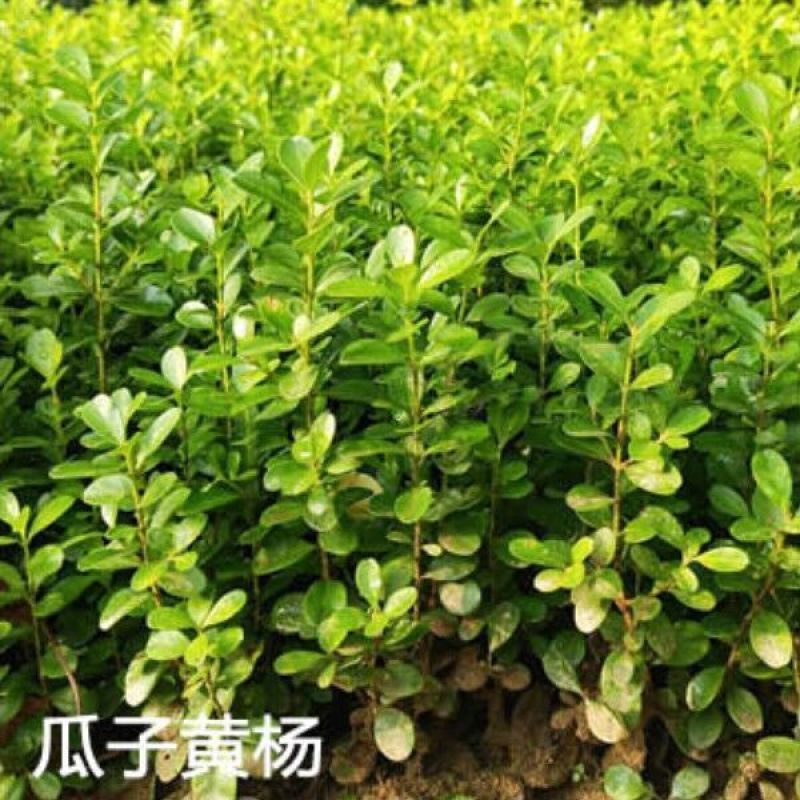 黄杨苗树苗黄杨球小叶黄杨瓜子黄杨小苗四季常青耐阴常绿庭院