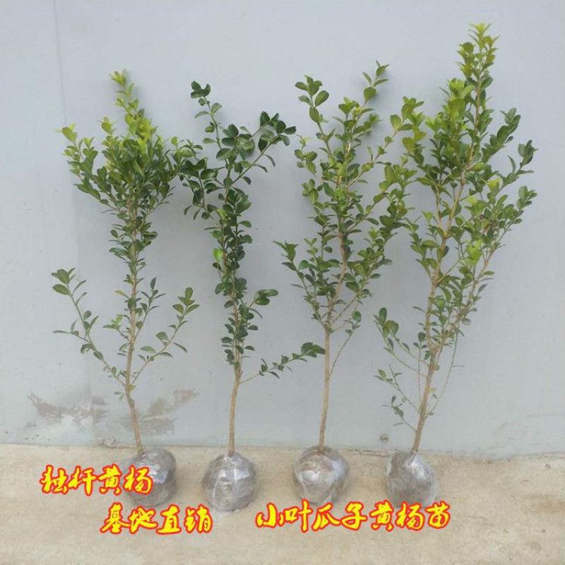 黄杨苗树苗黄杨球小叶黄杨瓜子黄杨小苗四季常青耐阴常绿庭院