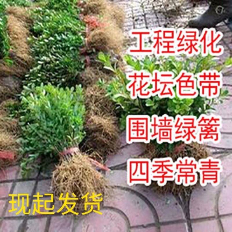 黄杨苗树苗黄杨球小叶黄杨瓜子黄杨小苗四季常青耐阴常绿庭院
