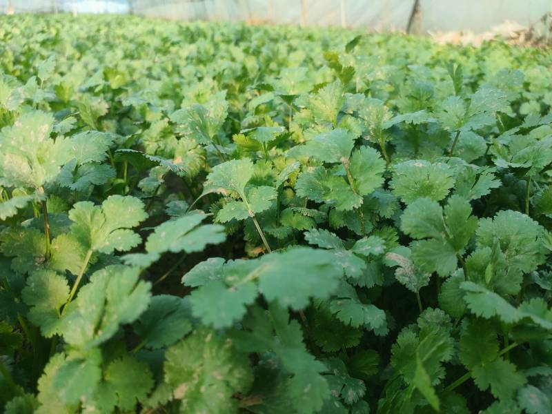 香菜大叶香菜品质保证考察考察