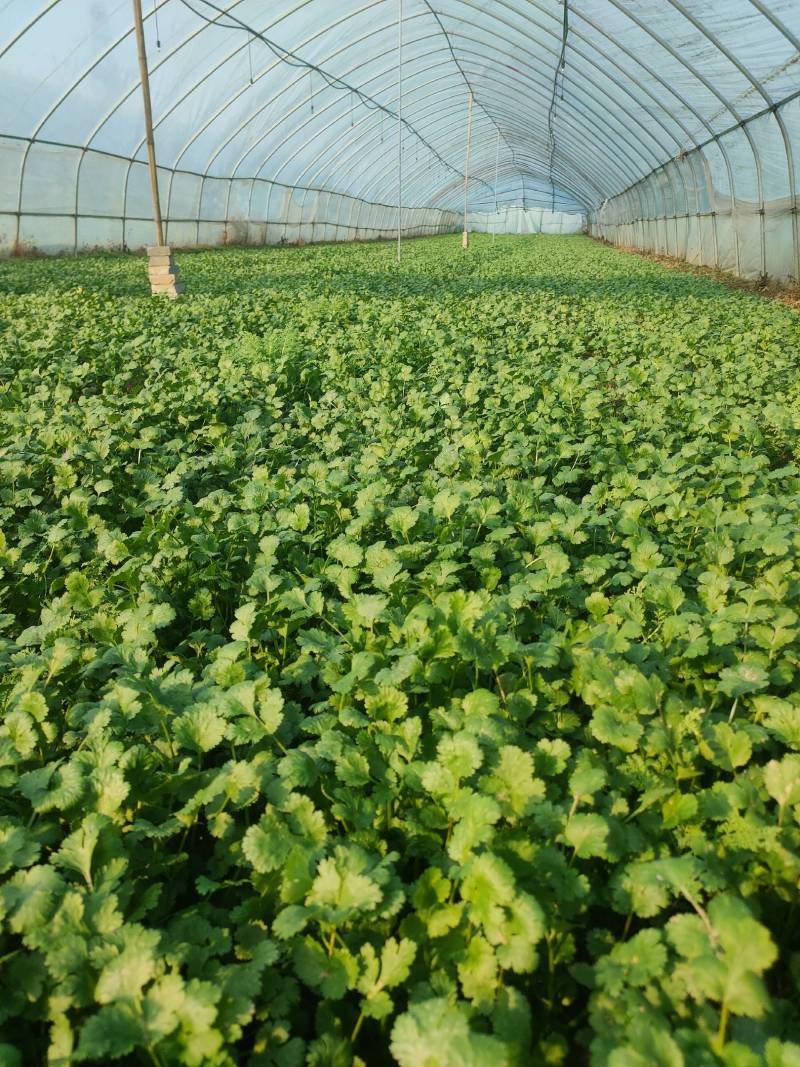 香菜大叶香菜品质保证考察考察
