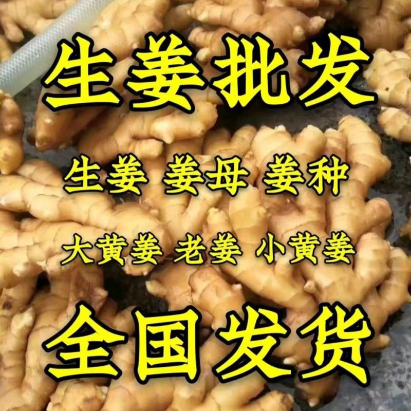 日照临沂大黄姜批发价格莒县沂水沂南大黄姜基地价格