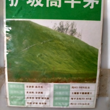 高羊茅高羊茅草种