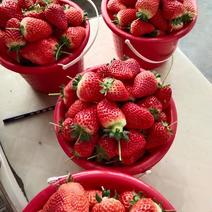 （精品推荐）山东草莓甜查理草莓大量上市中