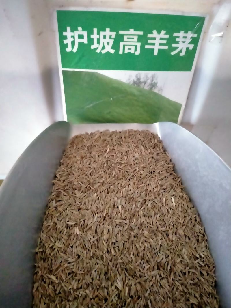 高羊茅高羊茅草种