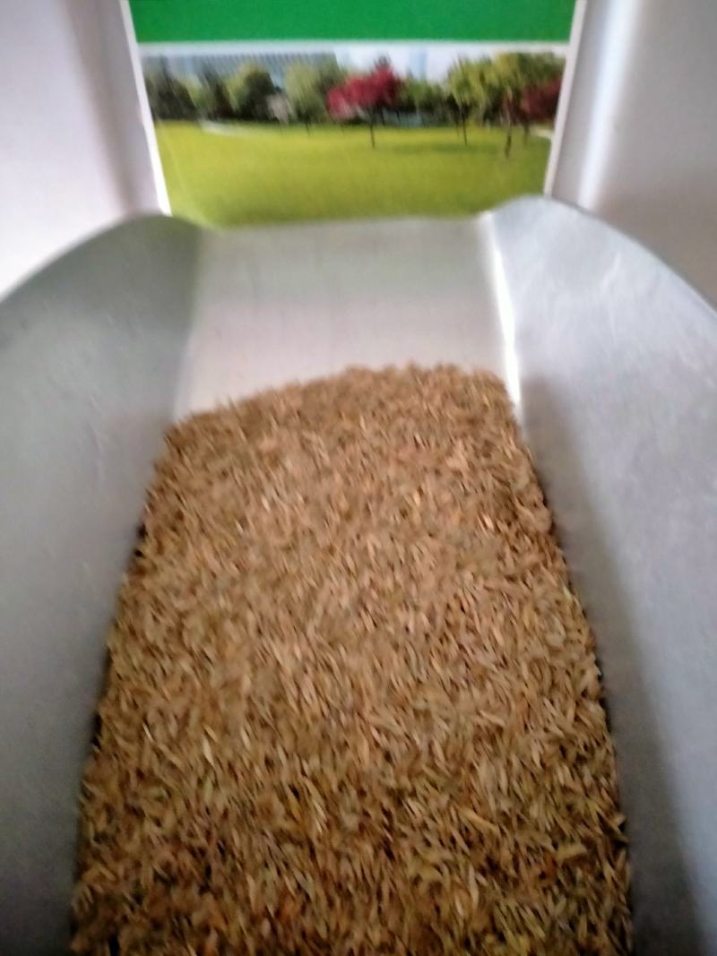 高羊茅高羊茅草种