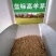 高羊茅高羊茅草种