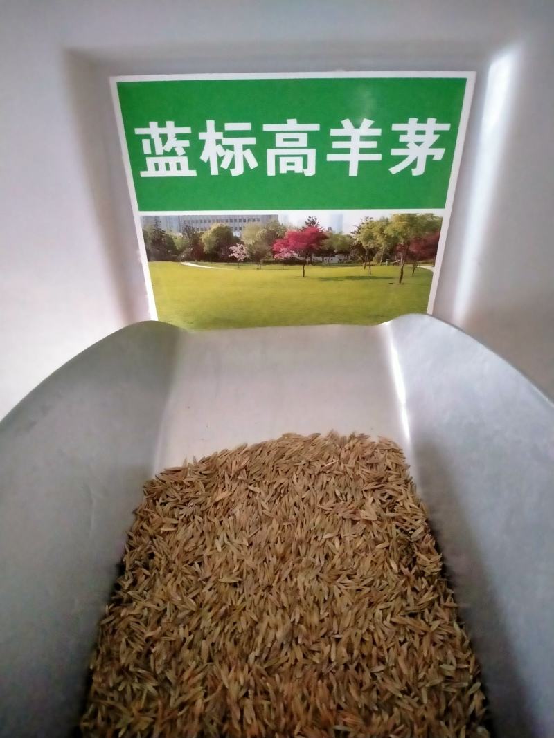 高羊茅高羊茅草种