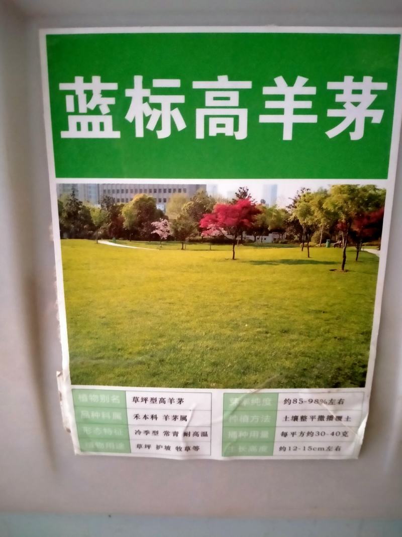 高羊茅高羊茅草种