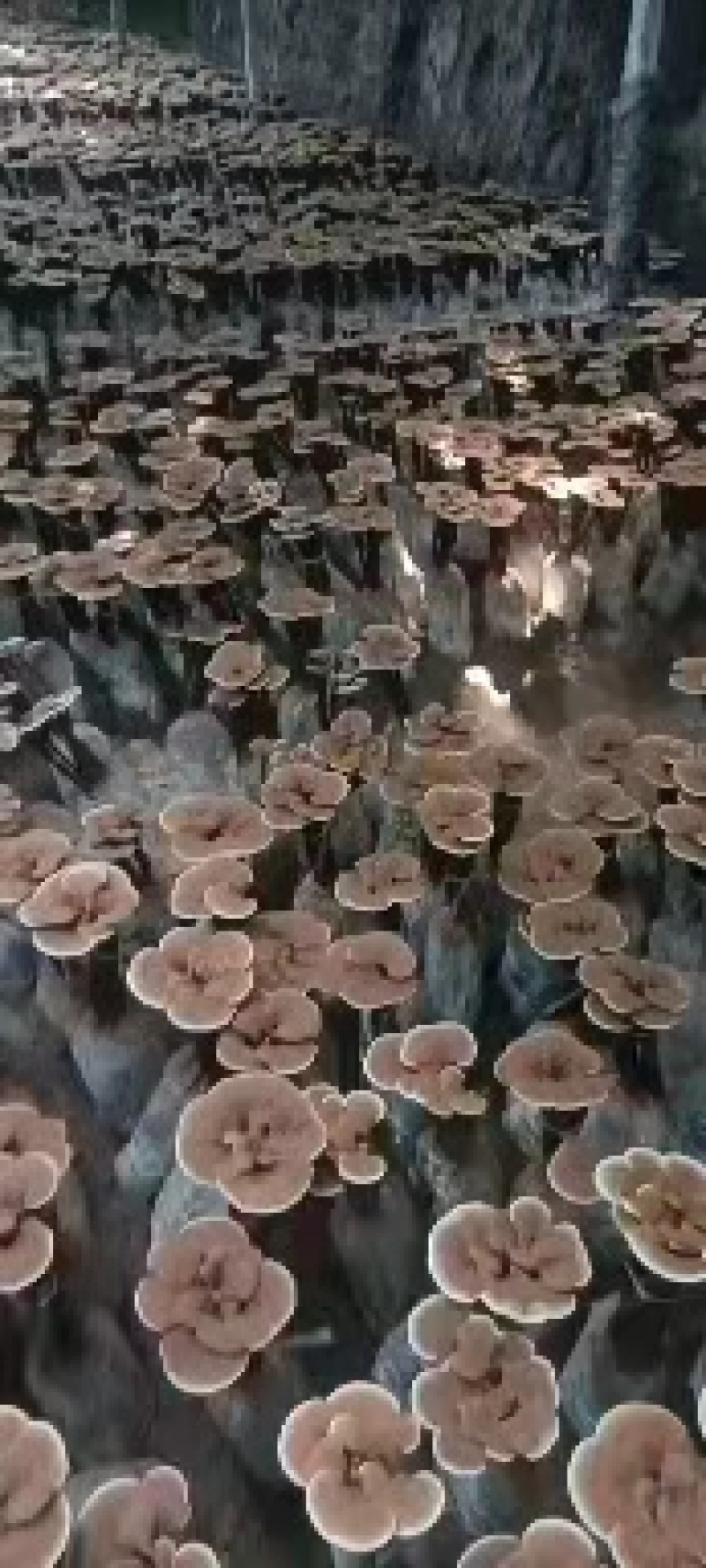 菌包，灵芝菌棒，赤芝菌棒，灵芝活体菌包，山东冠县发货