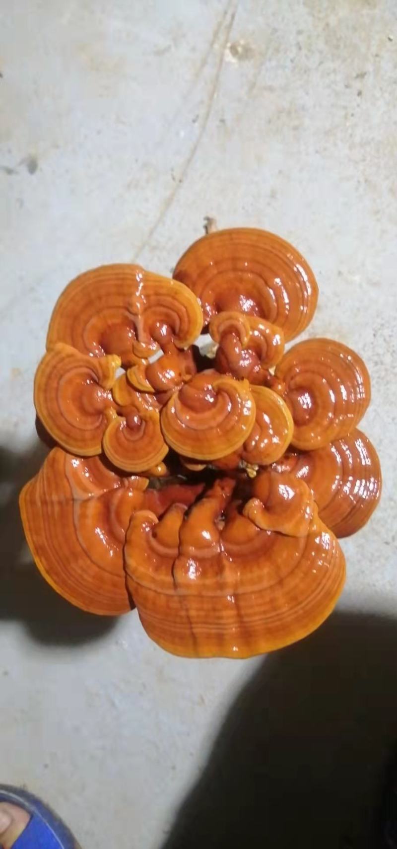 菌包，灵芝菌棒，赤芝菌棒，灵芝活体菌包，山东冠县发货