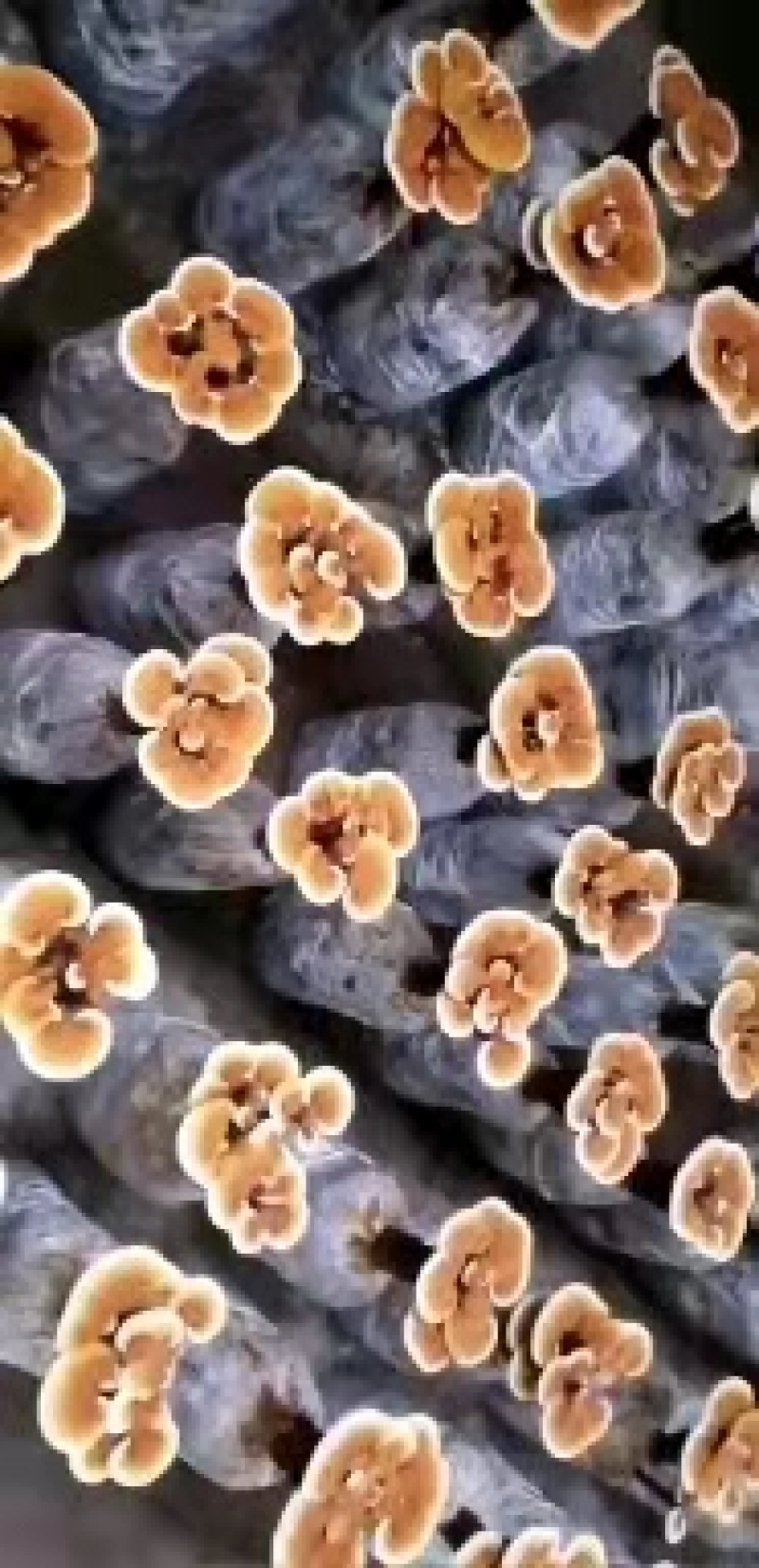 菌包，灵芝菌棒，赤芝菌棒，灵芝活体菌包，山东冠县发货