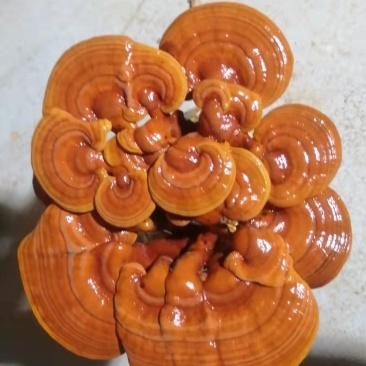 菌包，灵芝菌棒，赤芝菌棒，灵芝活体菌包，山东冠县发货