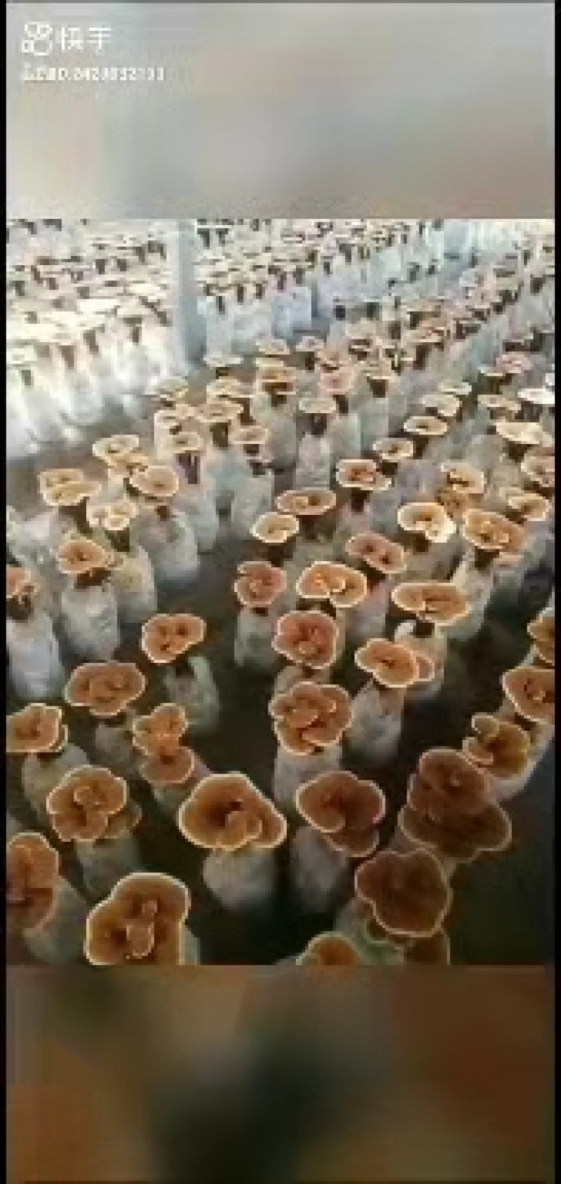 菌包，灵芝菌棒，赤芝菌棒，灵芝活体菌包，山东冠县发货