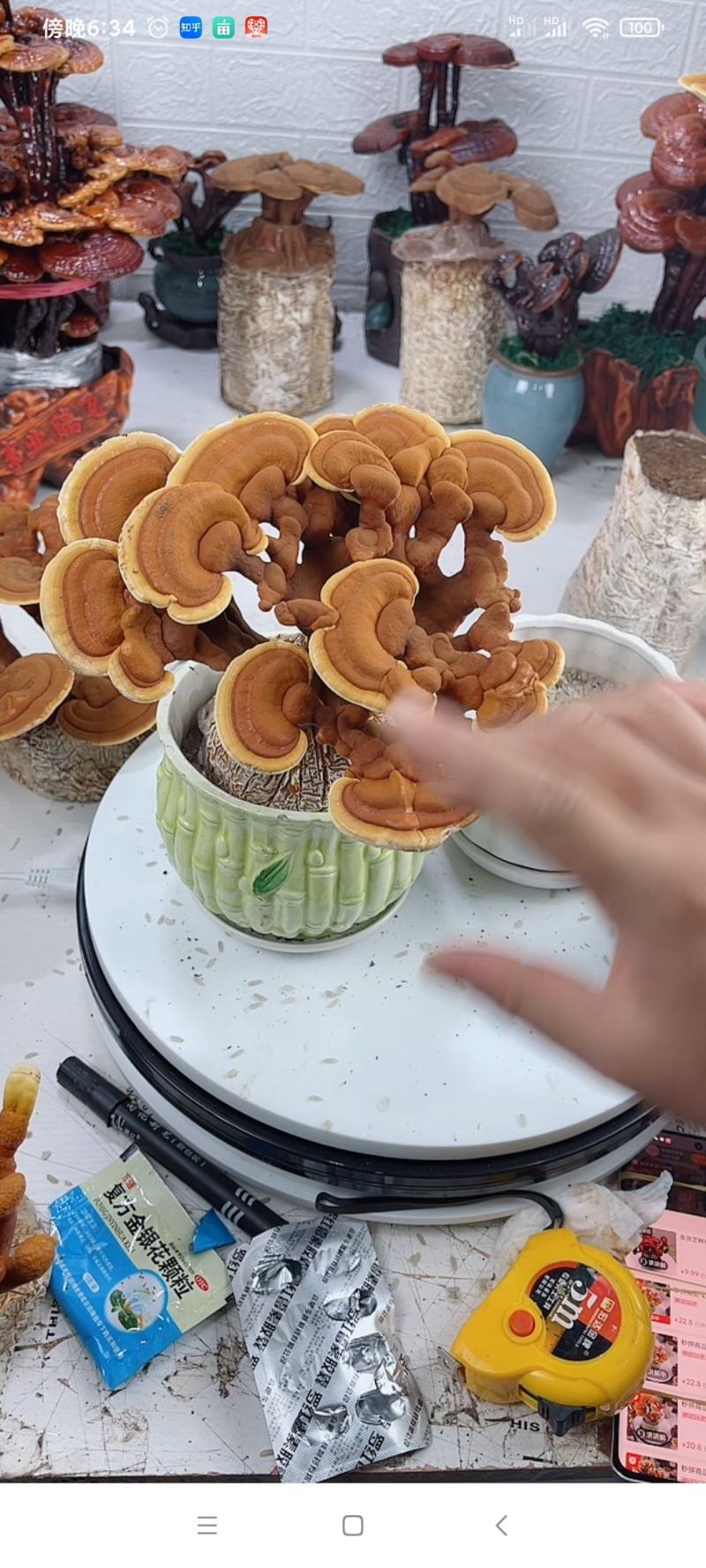 菌包，灵芝菌棒，赤芝菌棒，灵芝活体菌包，山东冠县发货
