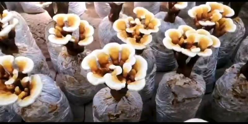 菌包，灵芝菌棒，赤芝菌棒，灵芝活体菌包，山东冠县发货