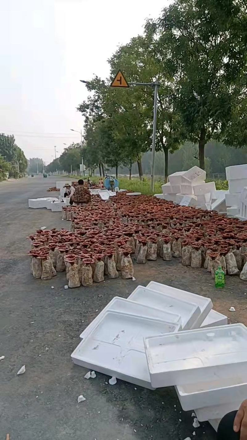 菌包，灵芝菌棒，赤芝菌棒，灵芝活体菌包，山东冠县发货